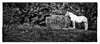 Shaker Village Horse