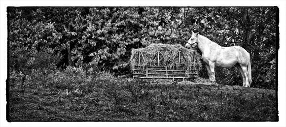 Shaker Village Horse