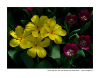 February Tulips