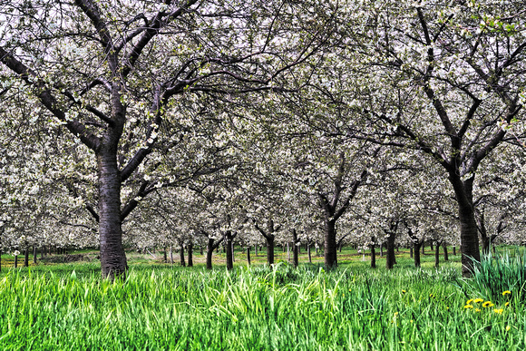 Door County Cherry Tree Orchard