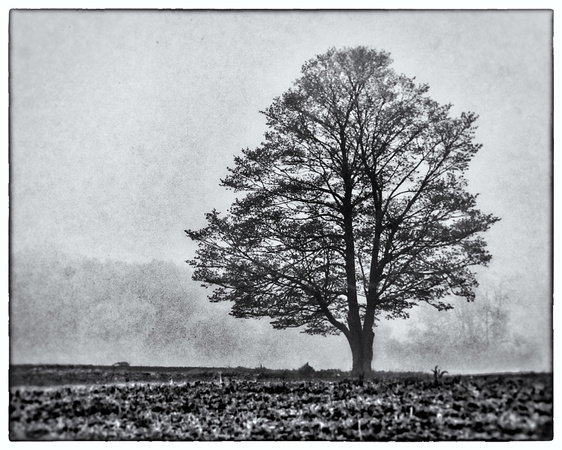Lone Tree in the Mist - Near Sturgeon Bay, Wisconsin