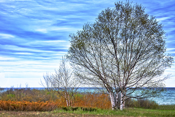 Trees near the Lake Michigan Shoreline