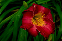 LSA02237