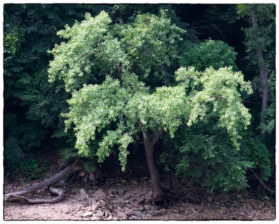 Mississippi Riverbank Trees