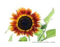 September Sunflower