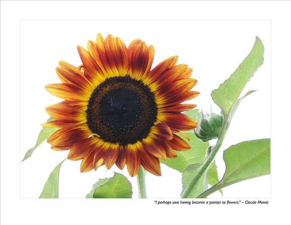 September Sunflower