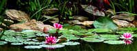 Waterlilies - Japanese Friendship Garden - Georgetown, KY