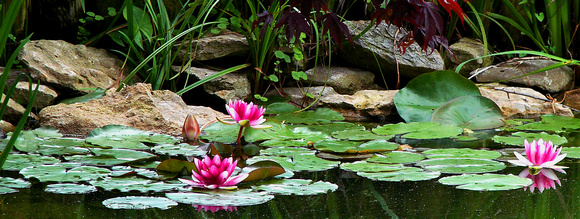 Waterlilies - Japanese Friendship Garden - Georgetown, KY