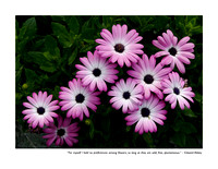 August Ten Flowers