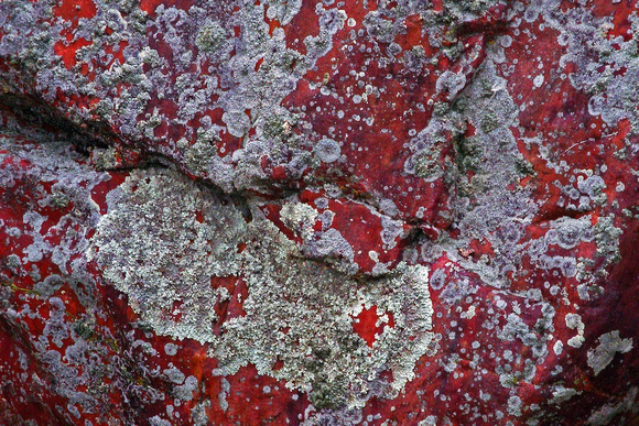 Red Rock with Silver Lichens