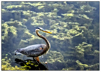 Great Blue Heron at Saint Paul's Lake Phalen