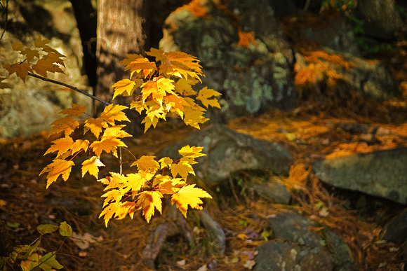 Sunlit Leaves at Interstate State Park, Minnesota