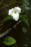 Trillium - Potawatomi Park - Door County, Wisc.