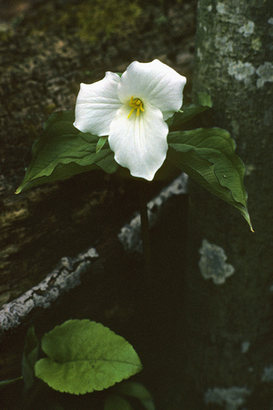 Trillium - Potawatomi Park - Door County, Wisc.