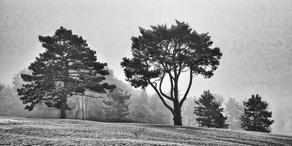 Como Park Foggy Day Tree View #3