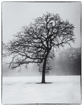 Asymmetrical Tree in the Fog at Saint Paul's Como Park