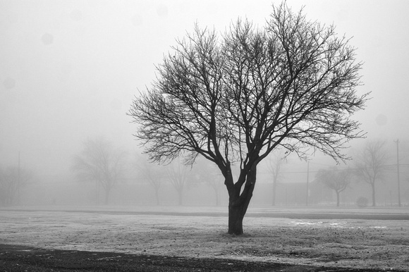 State Fair Parking Lot Tree in Fog #2