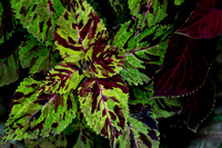 LSA02215