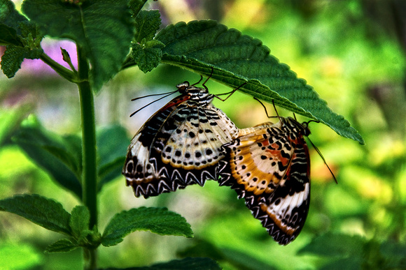 A pair of female Leopard Lacewings