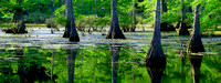 Petite Panorama - Cypress Trees - Mingo NWR, MO