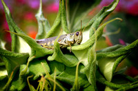 Grasshopper
