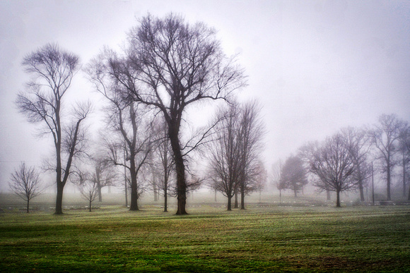 Fog Enveloped Trees at Como Park