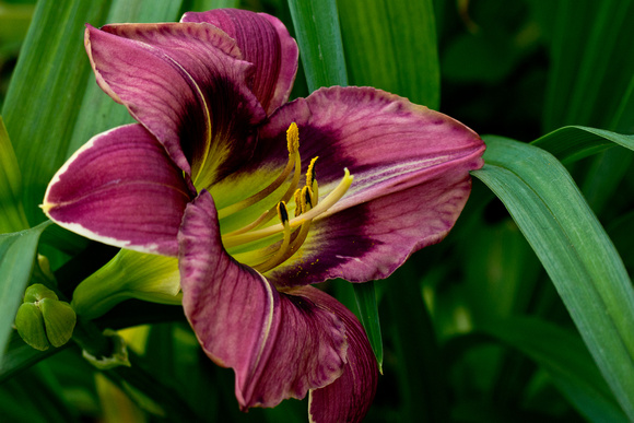 LSA02262