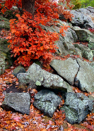 Fractured Rock & Autumn Color