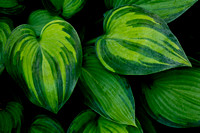 LSA02240
