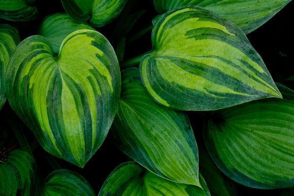 LSA02240