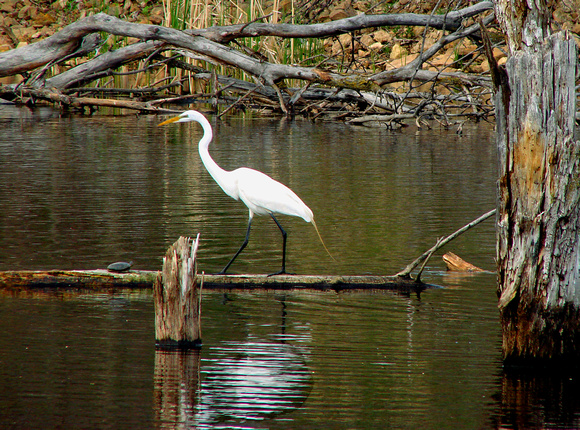 Crane and Turtle Sharing a Log - Vadnais Heights, MN