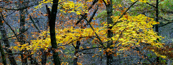 Petite Panorama - Tree Branch Detail - Carley State Park, MN