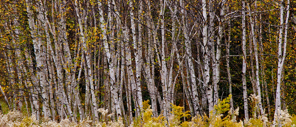 Aspen Grove