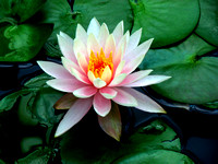 Pink & White Water Lily - Como Park - Saint Paul, MN