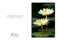 White and Yellow lilies