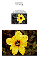 Yellow Flower & Bee