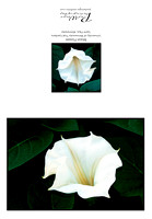 Moon Flower Card