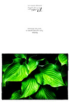 Hosta Card