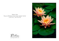 2 peach lilies