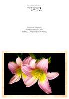 Woodbury daylily card