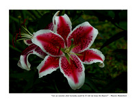 December Red and White Lily