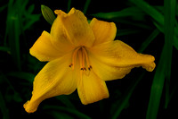 LSA02250