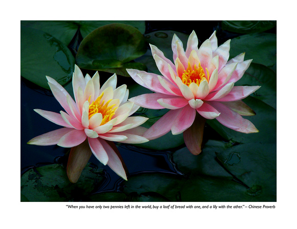 November Two Water Lilies