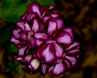 LSA02270-8x10