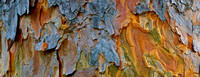 Pine Bark Abstract