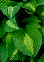 DSC01774-5x7