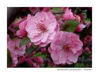 May - Crab Apple Blossoms