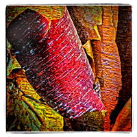 Red Accented River Pine Bark