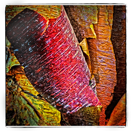 Red Accented River Pine Bark