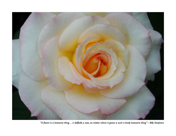 January Rose